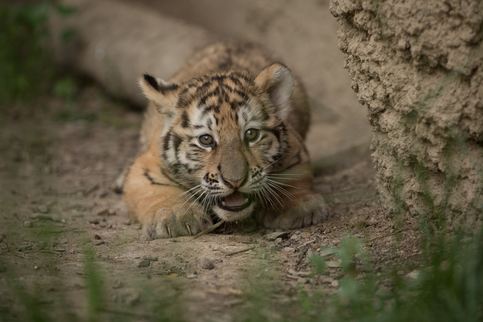 Tiger Cubs_134477