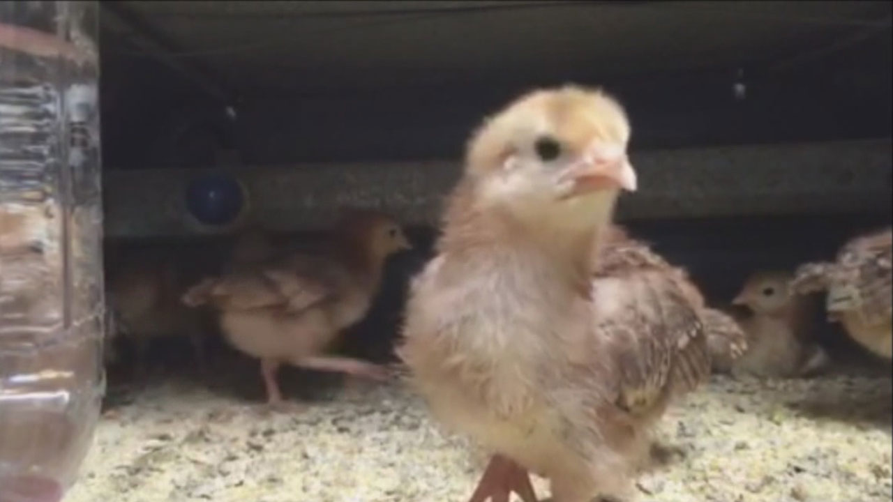 chicken_151683