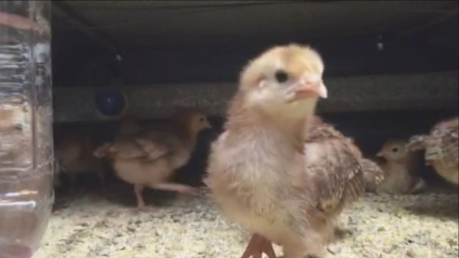 chicken_151683