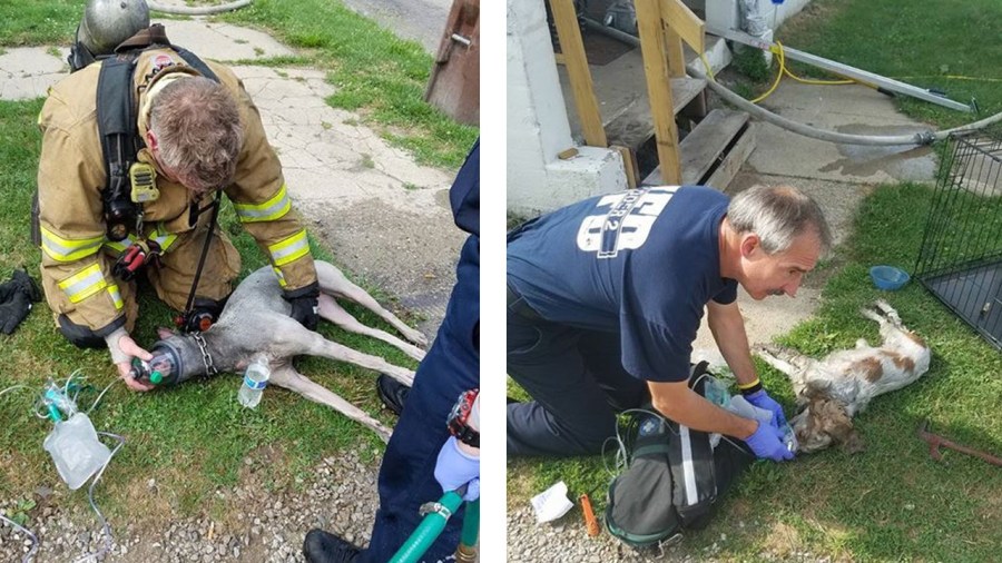 dogsrescued_145991