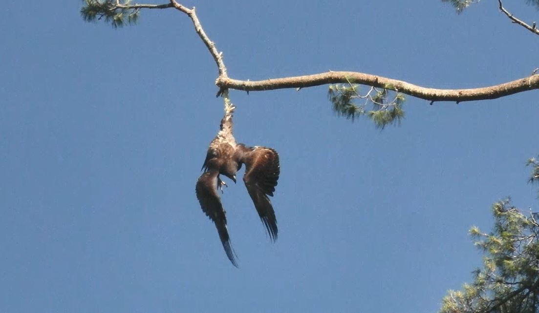 eaglerescue_145235