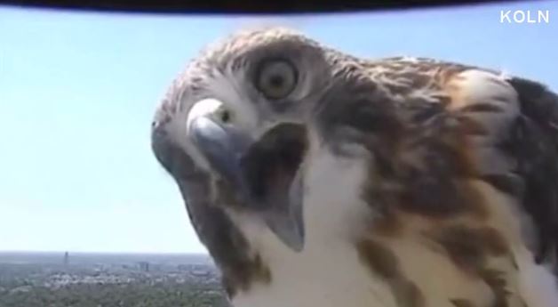 hawk_154135