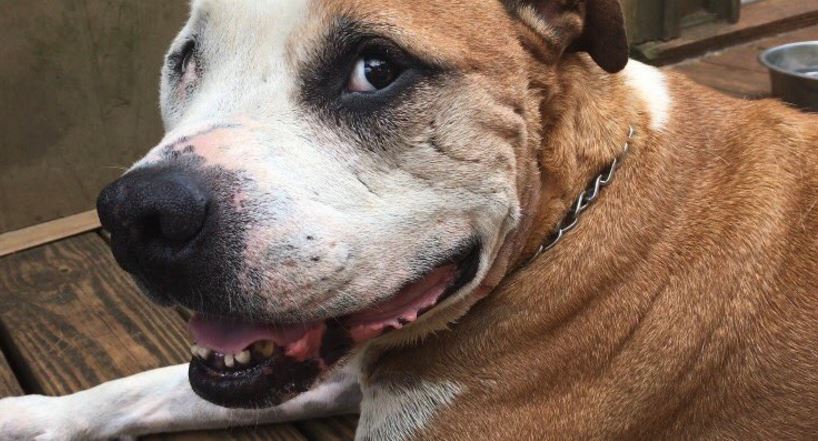 hero-pit-bull_155193