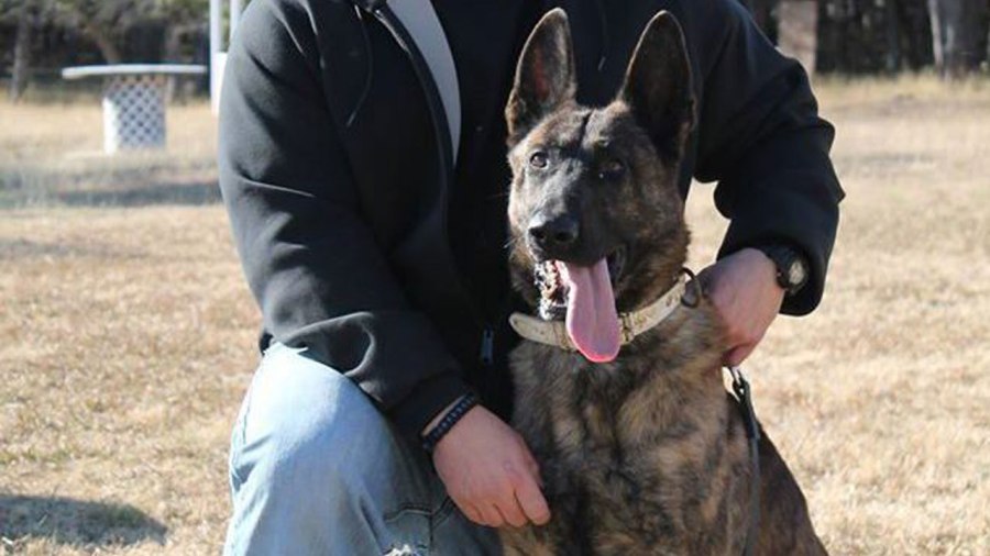 k9_151250