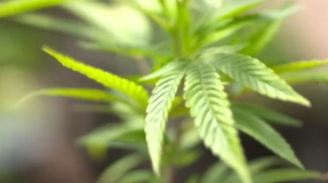 MEDICALMARIJUANA_129801