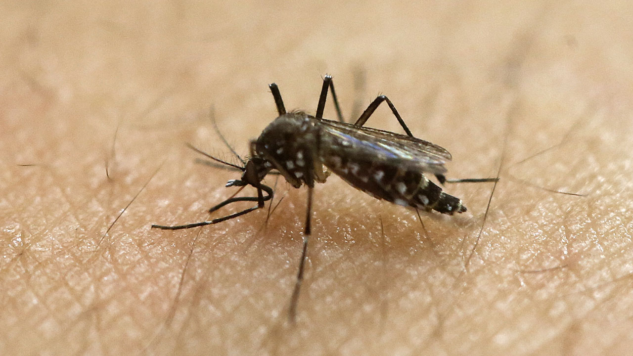 mosquito_152191