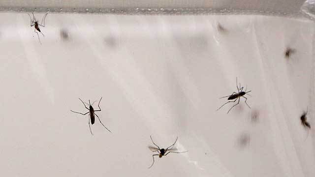 mosquitoes_129132
