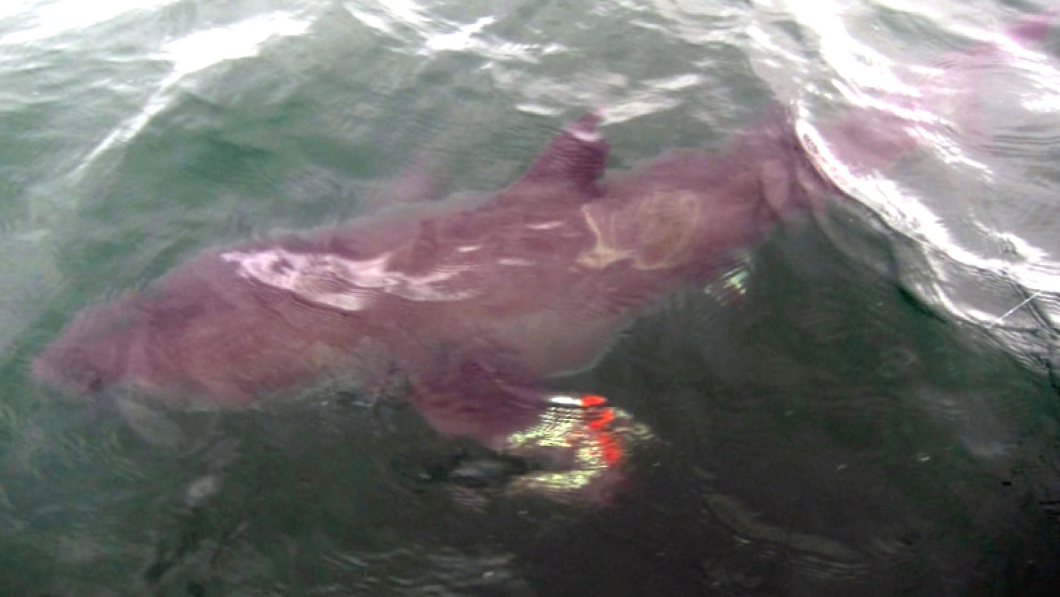 NC_shark_1500x845_148247