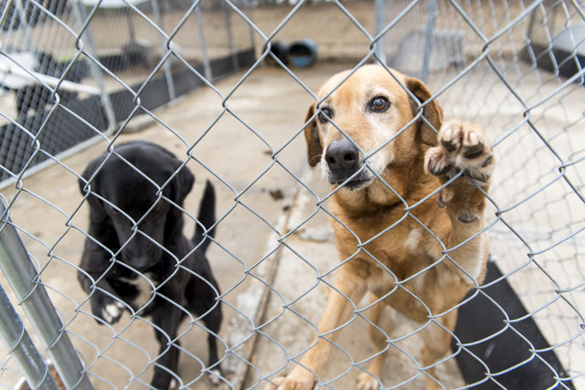 ncdogs_144772