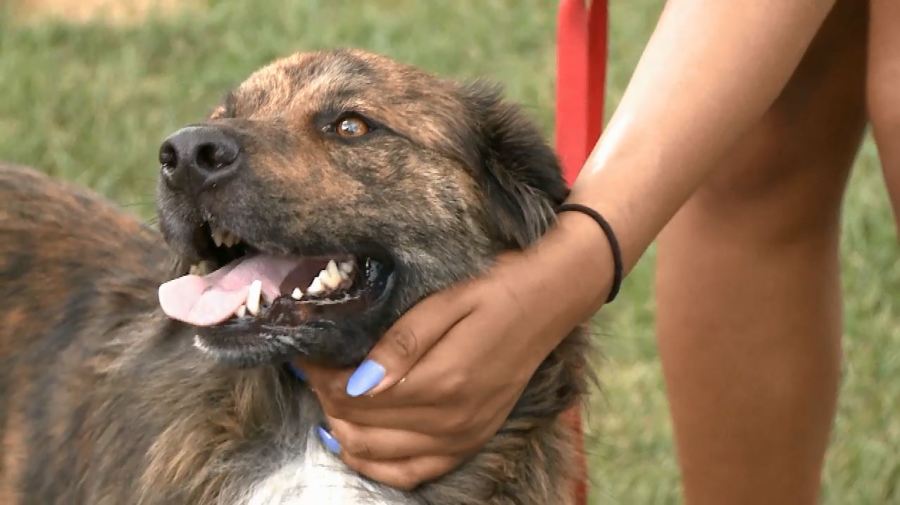 pets heat_146325