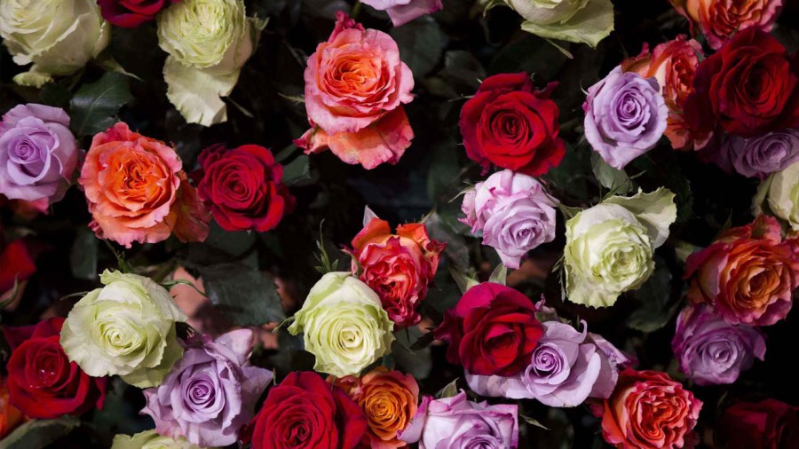 roses-ap_144319