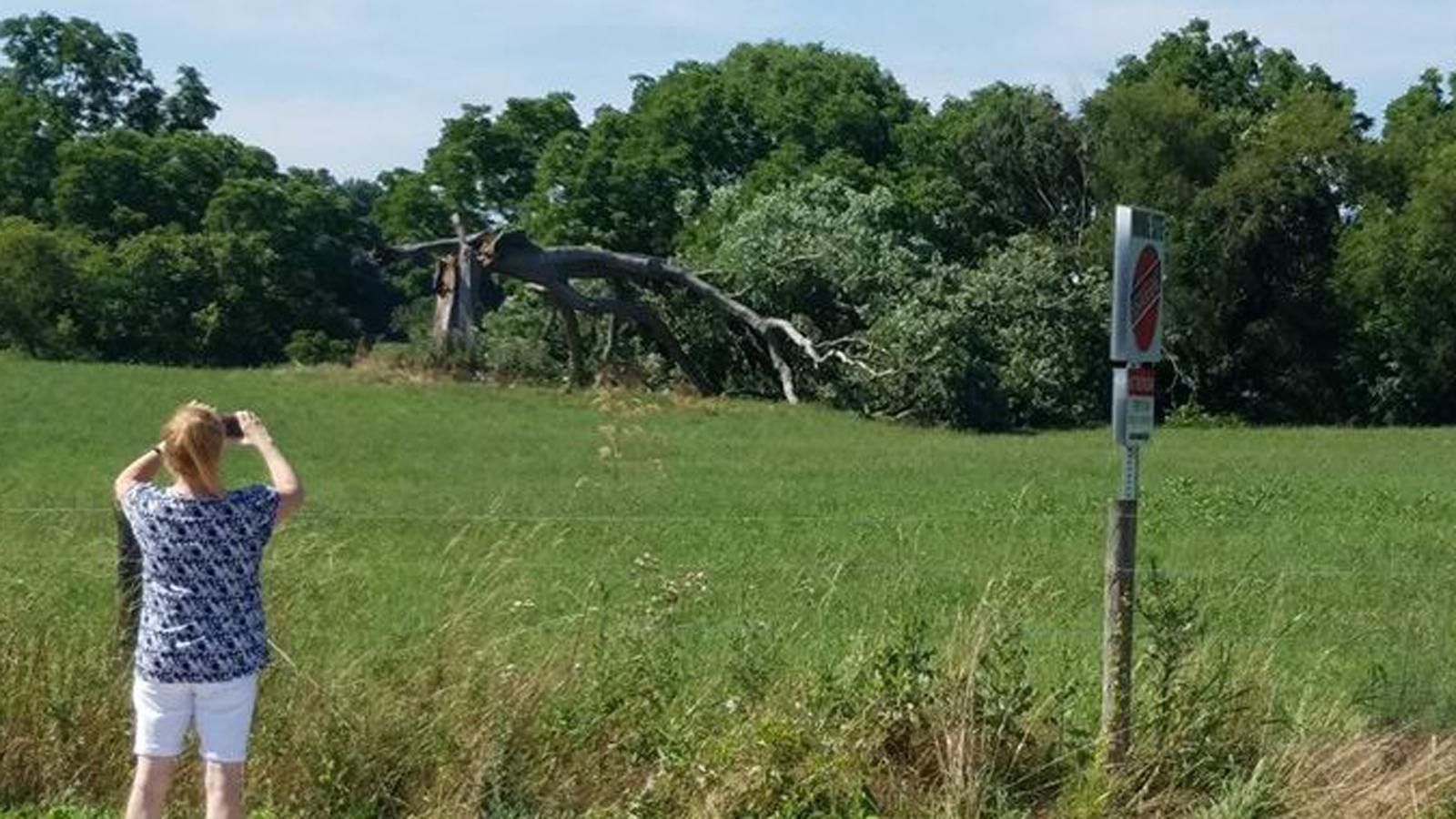 shawshank tree_152591