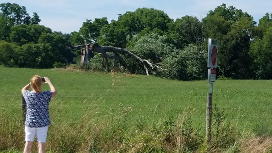shawshank tree_152591