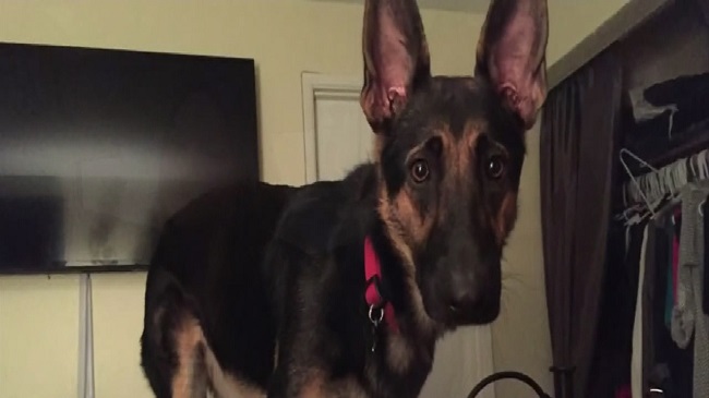 therapy dog_144750