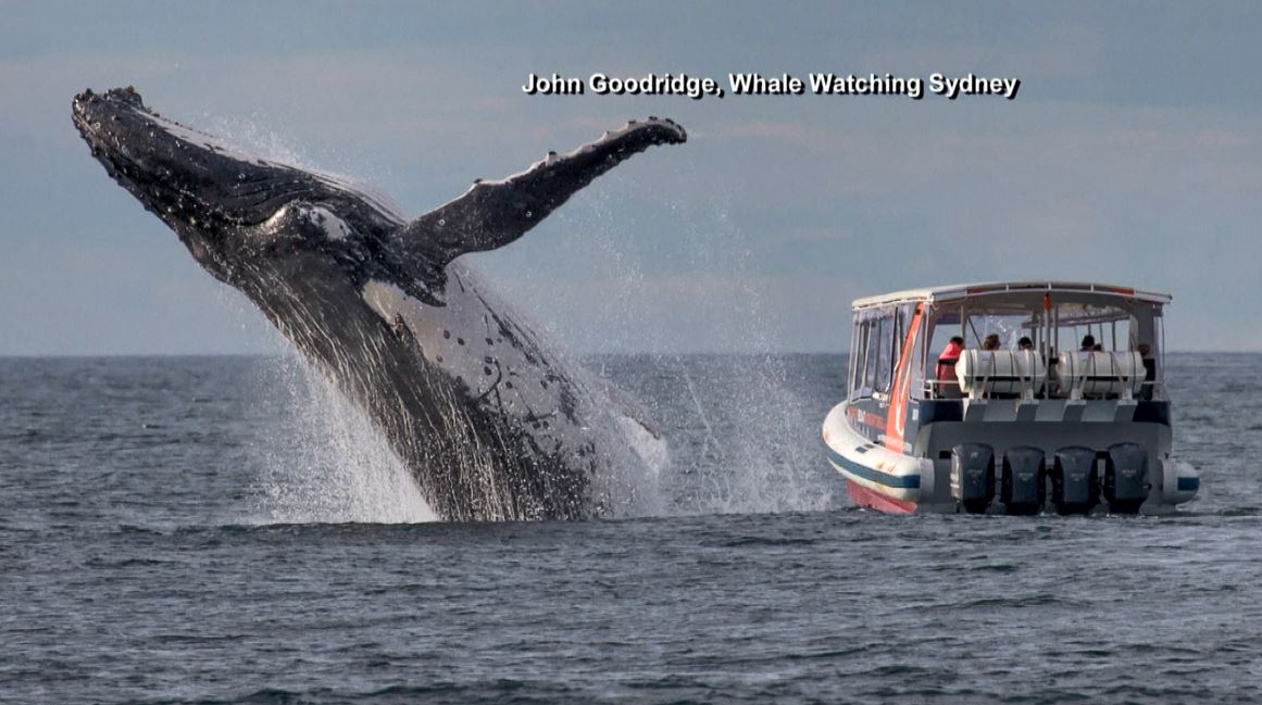 whale_151374