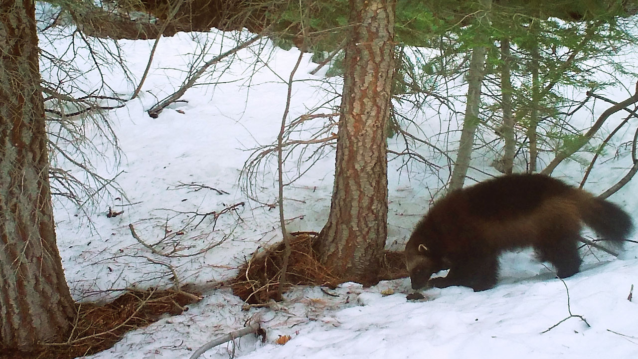 wolverine_152903