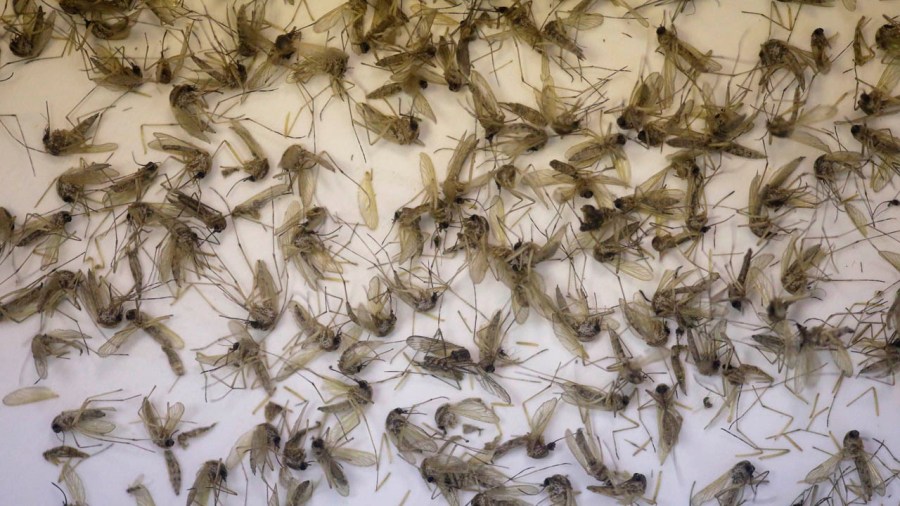 Zika Related Death New Case_151846