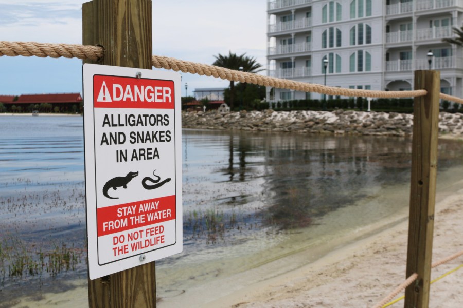 Alligator Drags Toddler_164572