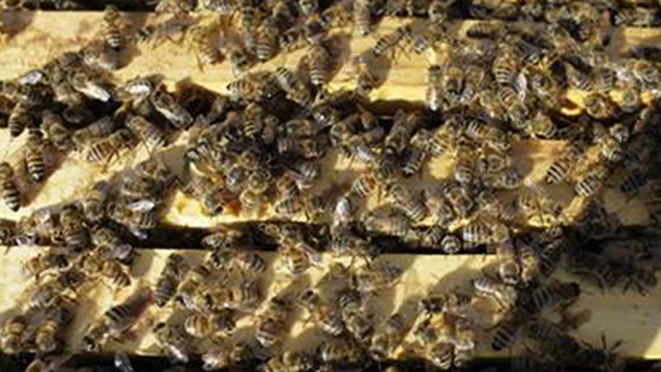 BEES_164895