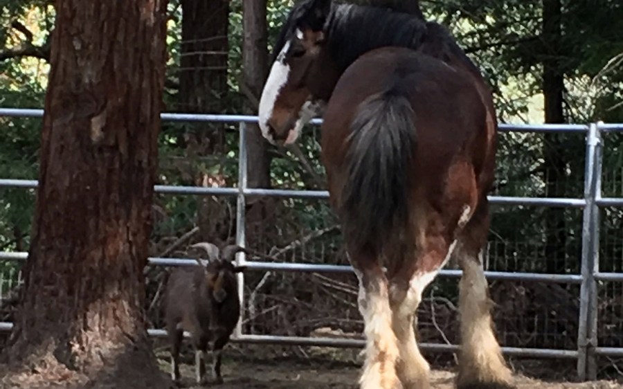 clydesdale-goat_176661