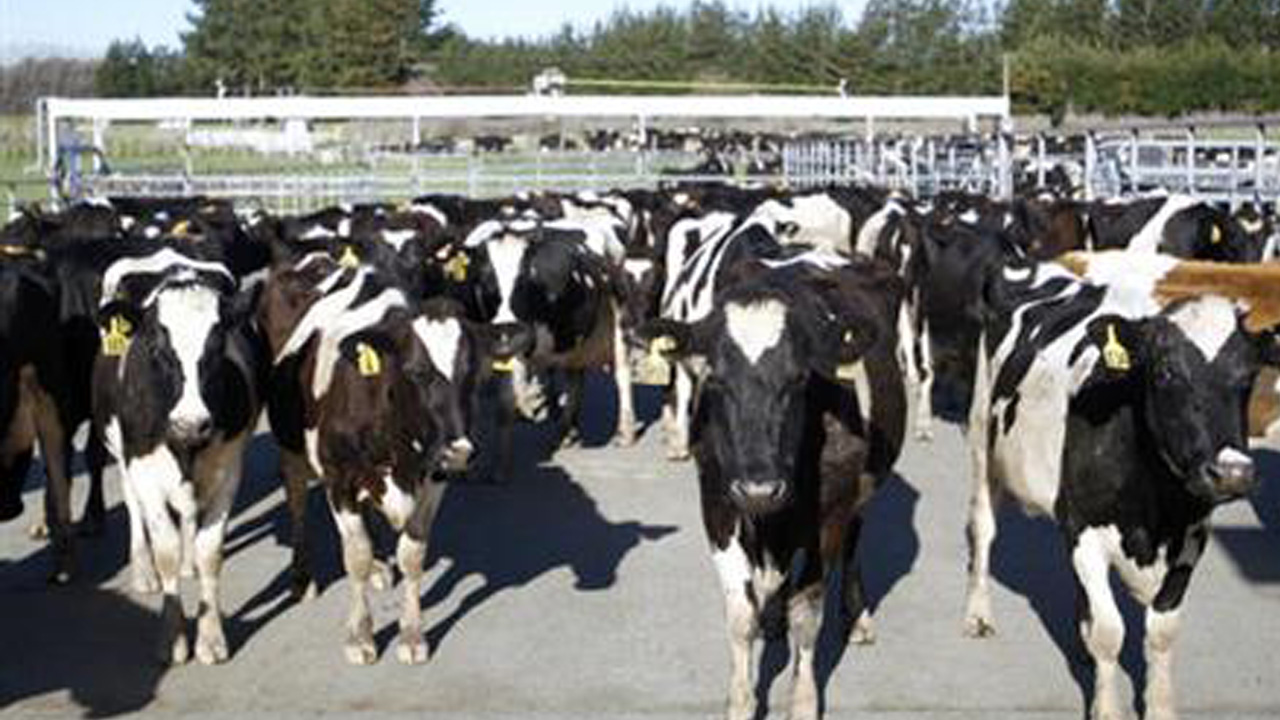 cowsforweb_176927