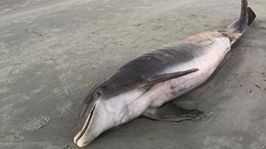 dead dolphin_175961