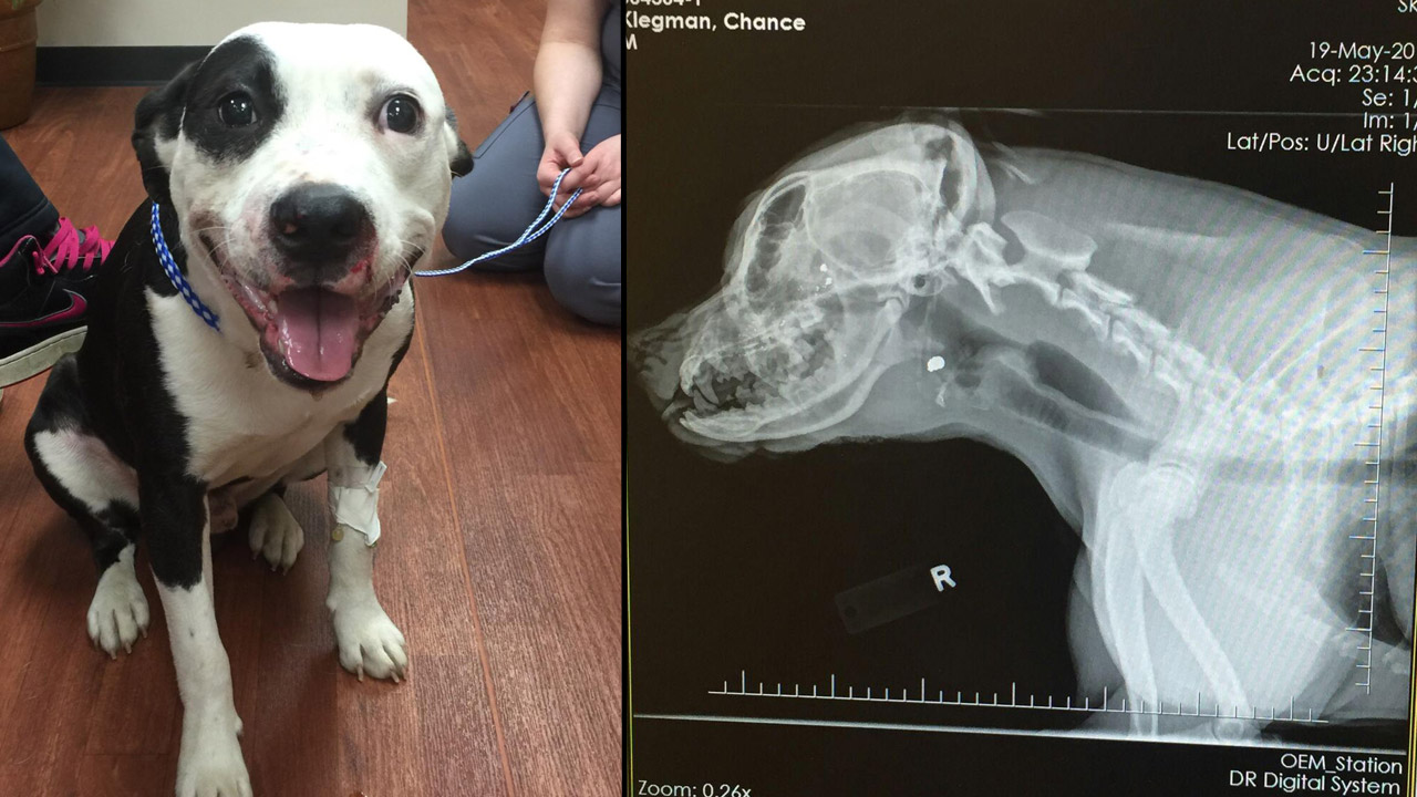 dog-shot_174514