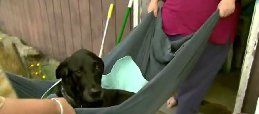 dog wheelchair_170887
