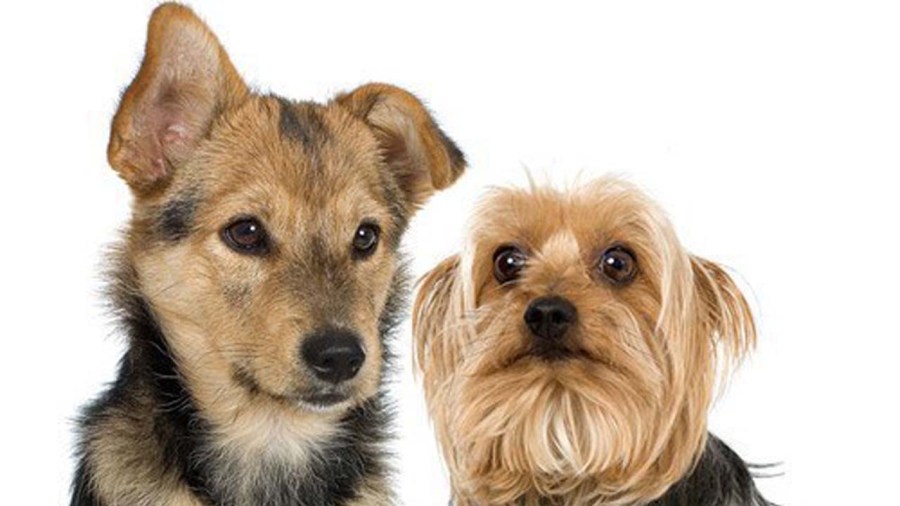 dogspets_175670