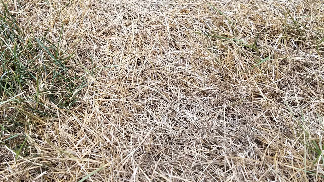 dry-grass_166108