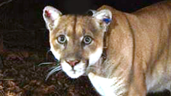 genericmountainlion_169572