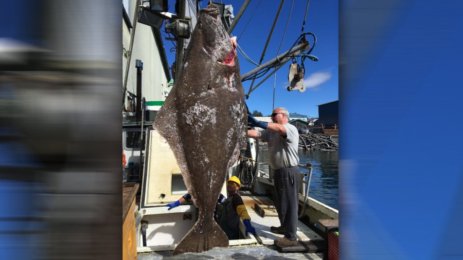 giant-halibut_167583