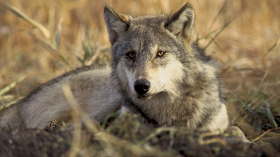 graywolves_174748