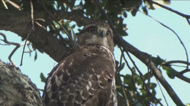 Hawk_162352