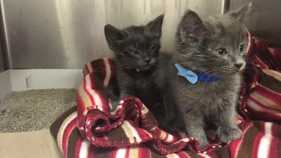 kittens-rescued_costa-contra_animal_services_176329