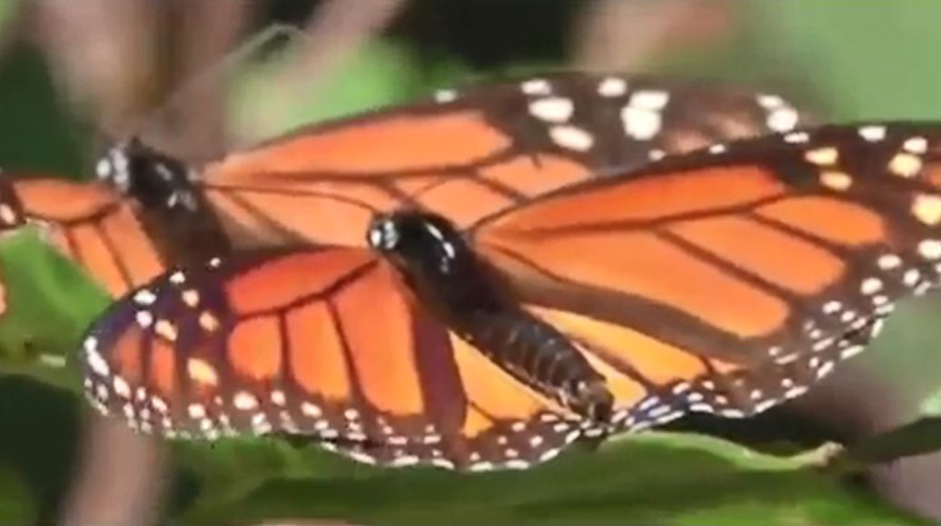 monarchsweb_162442