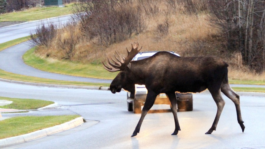 moose_175233