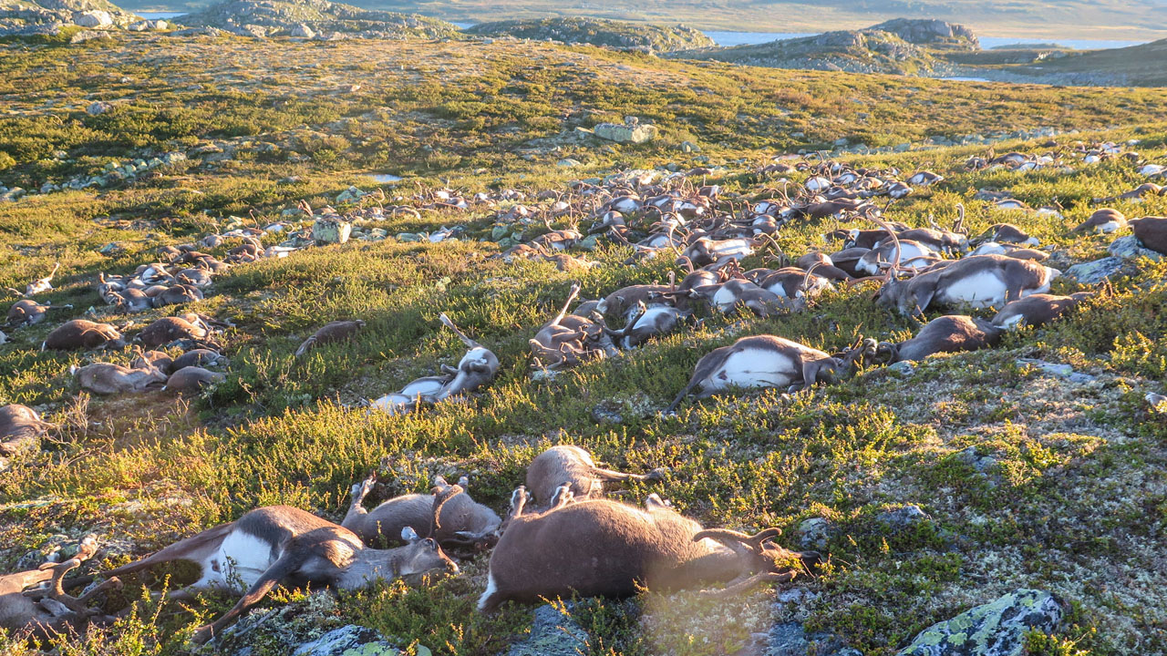 reindeerweb2_176541