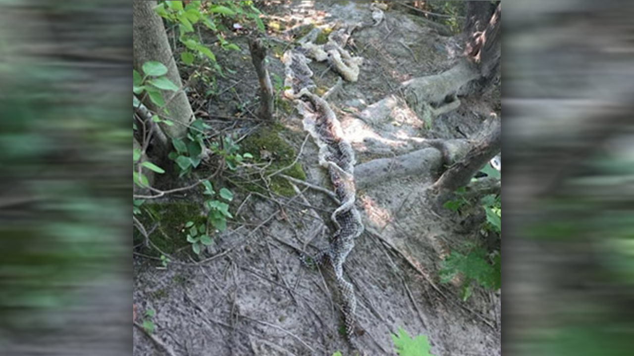 SNAKE-SKIN_173446