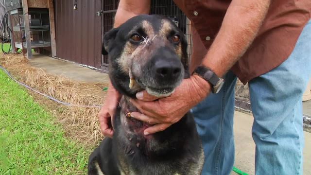 stabbed-dog_172354