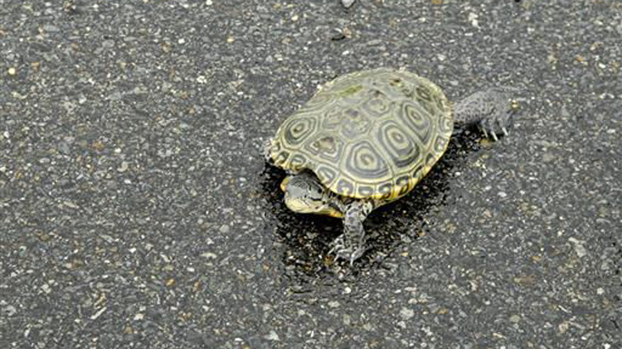 turtle ap_174836