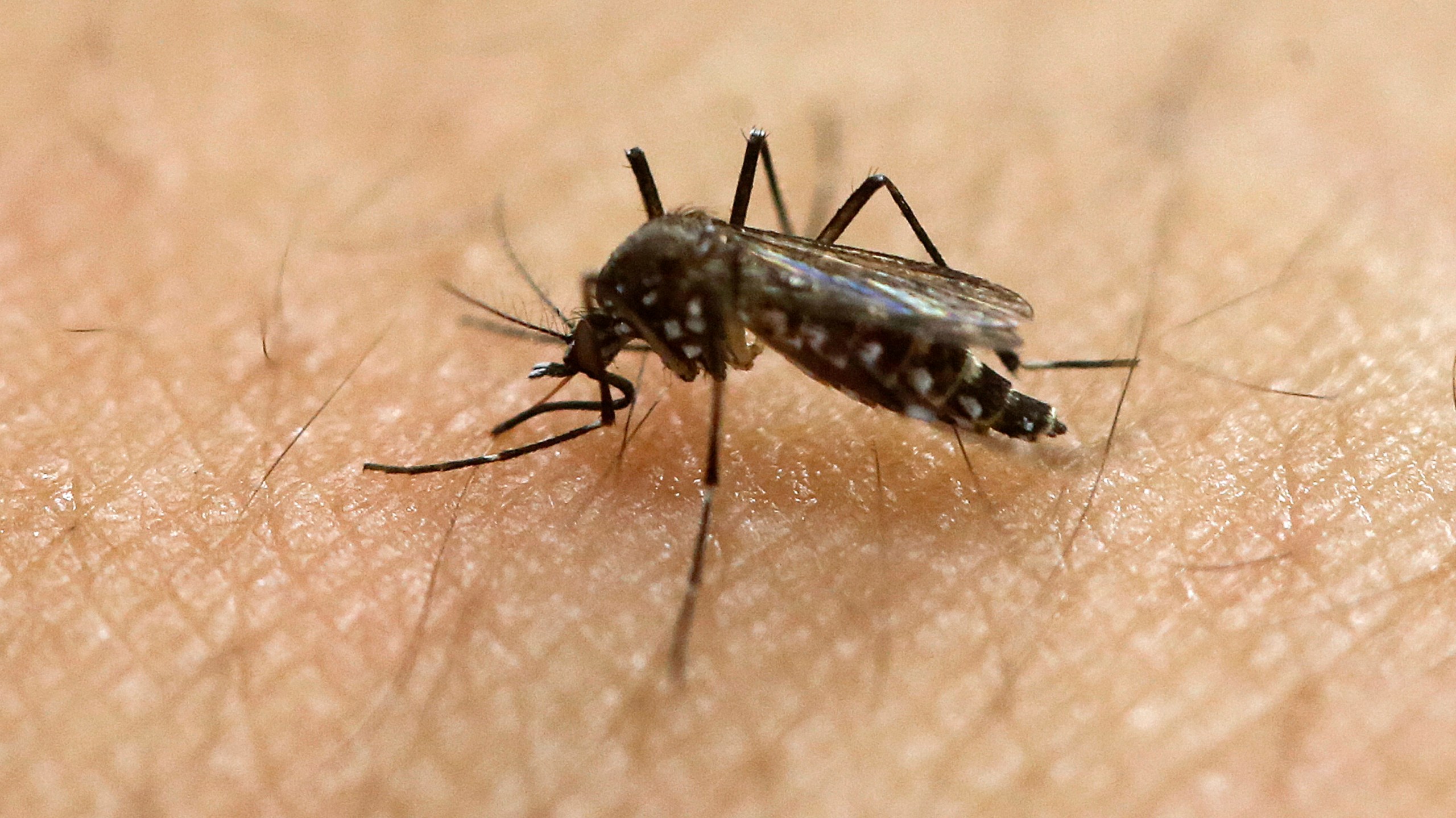 Zika Florida_151843