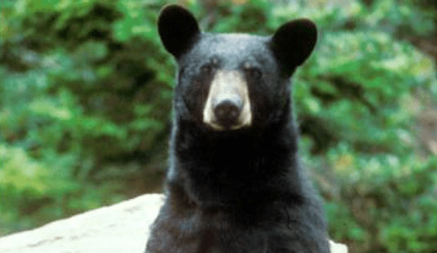 bear_185167