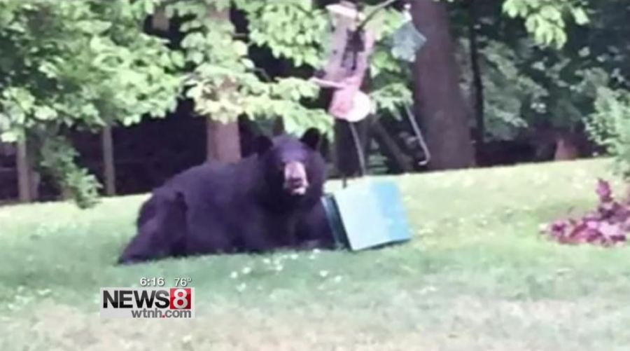 bear_186020