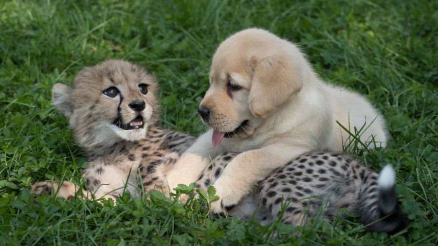 cheetah ad puppy_178596