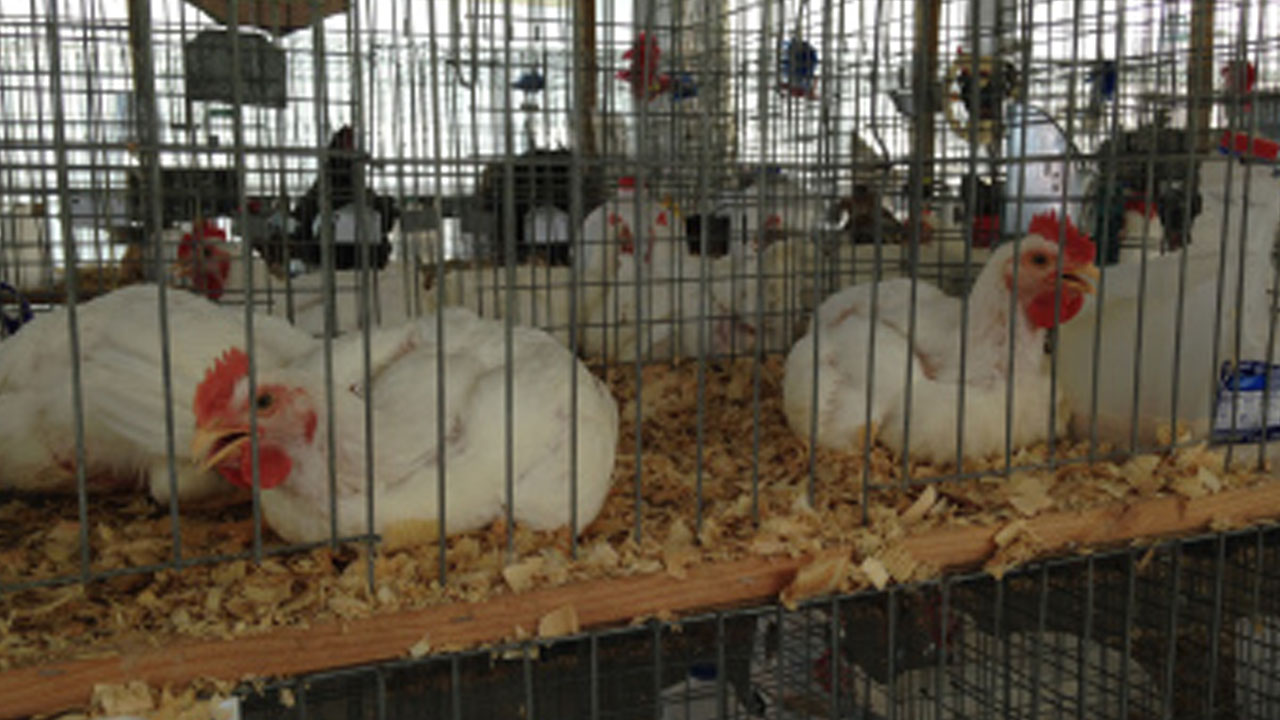 chickensweb_183906
