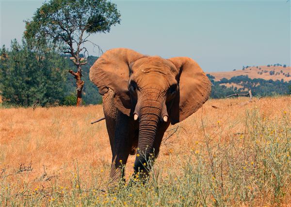 elephant-death-ap_184615
