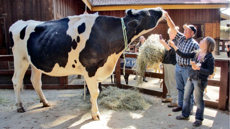 giant-steer_181271