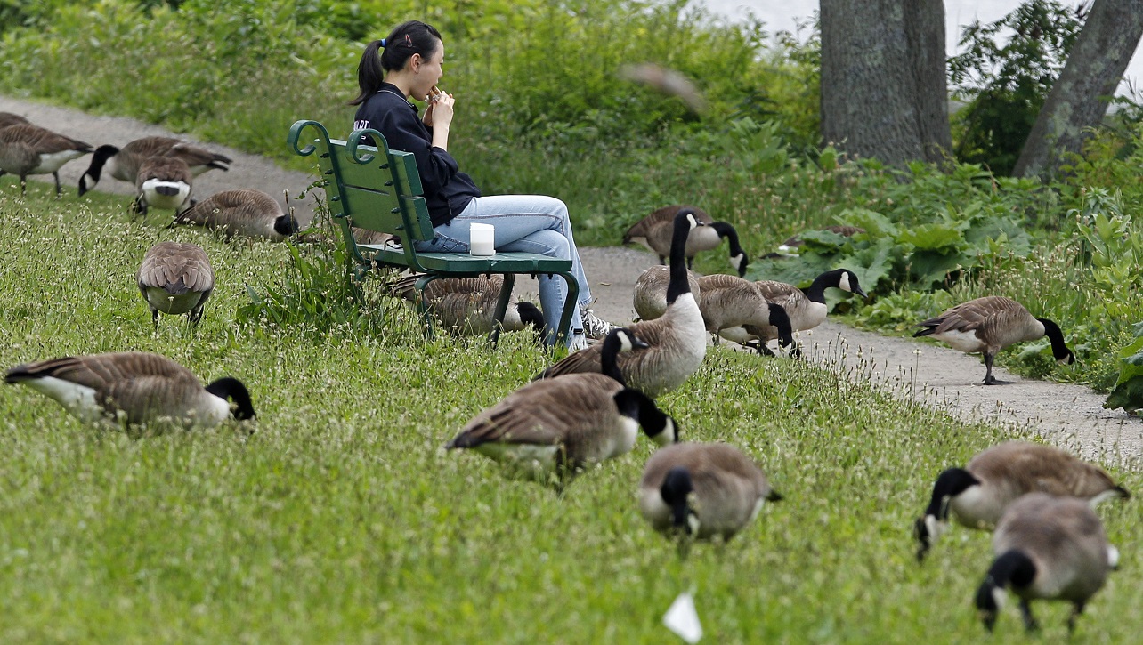 Goose Poop_189535