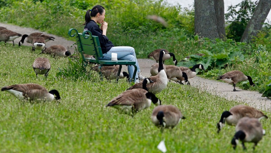 Goose Poop_189535